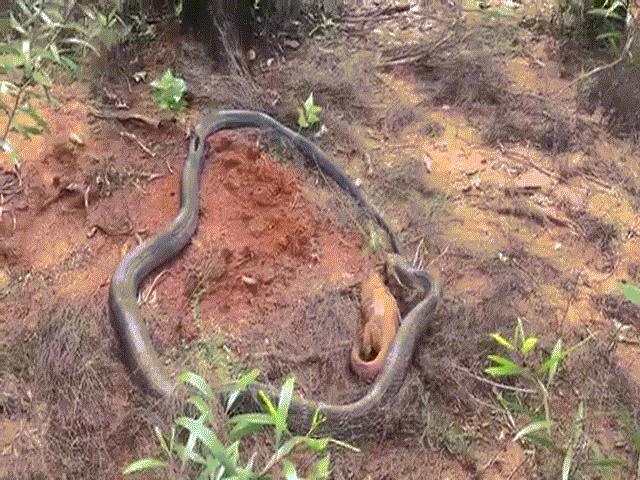 Video: Chỉ bằng một cú đớp, rắn hổ mang chúa khổng lồ khiến con mồi tê liệt