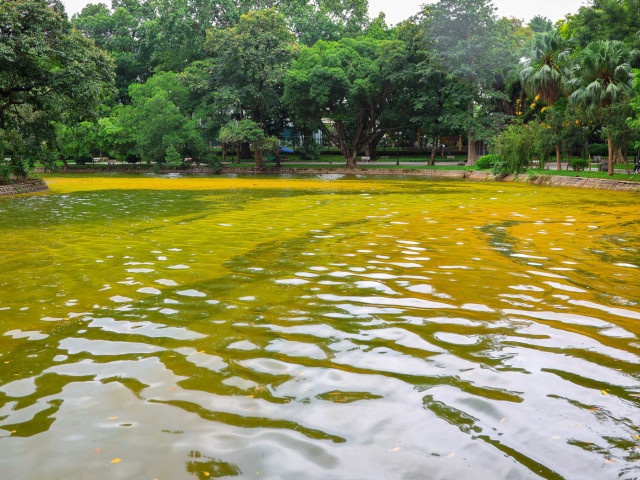 Hà Nội: Mặt nước hồ Bách Thảo bất ngờ chuyển màu vàng lạ mắt