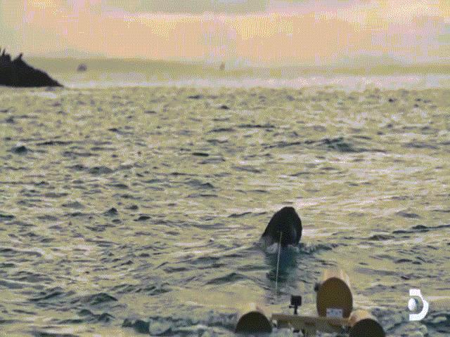 Nhiều xác cá mập trắng khổng lồ bị moi gan dạt vào bờ, ”sát thủ đại dương” nào là thủ phạm?