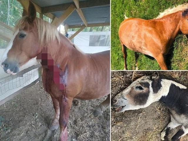 Hàng loạt ngựa bị cắt tai, rút cạn máu: Cảnh sát ráo riết truy lùng ”ma cà rồng”
