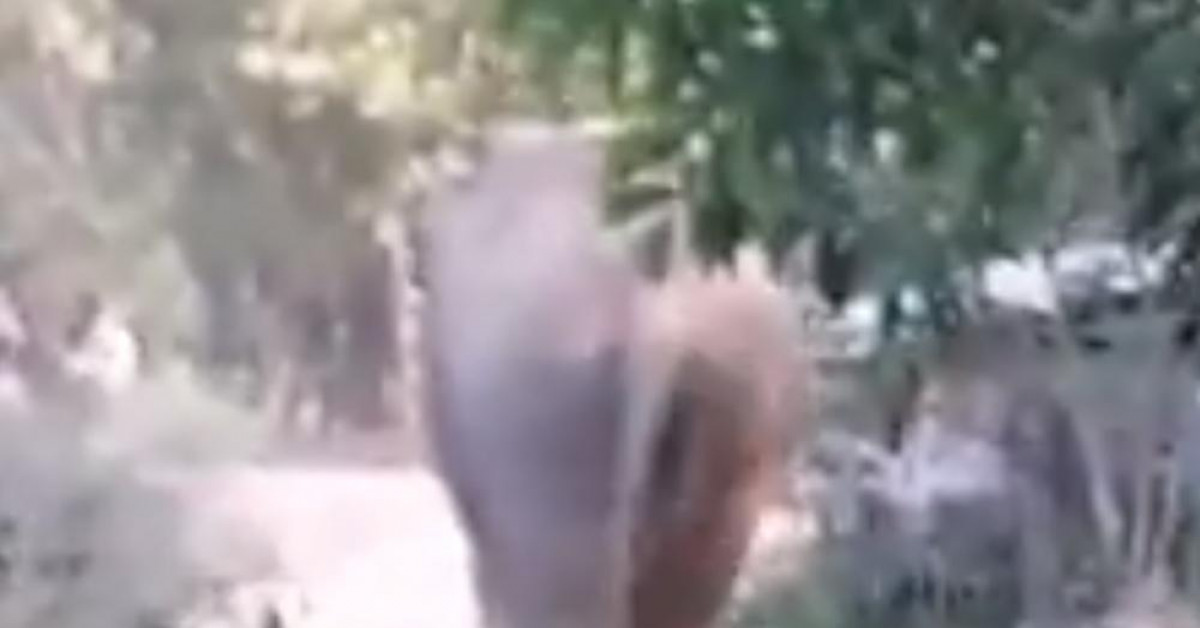 Hy rare: elephants come out of the forest to give birth