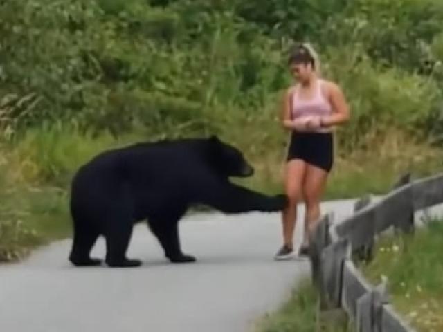 Cô gái hoảng hồn khi gấu đen từ trong bụi rậm đi ra... sờ chân