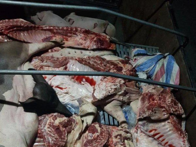 Gần 1 tấn lợn và thịt lợn dương tính với virus dịch tả lợn Châu Phi suýt được tuồn ra thị trường