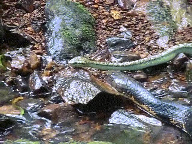 Video: Hổ mang chúa săn rắn lục, không ngần ngại ”thưởng thức” đồng loại