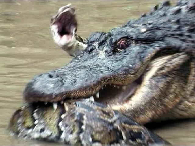 Cá sấu khổng lồ đại chiến trăn khủng