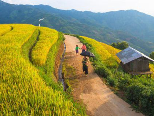 Mùa vàng Bắc Yên