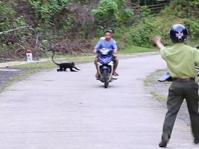 Voọc gáy trắng tấn công hàng loạt người: Bác phương án dùng chó nghiệp vụ xua đuổi