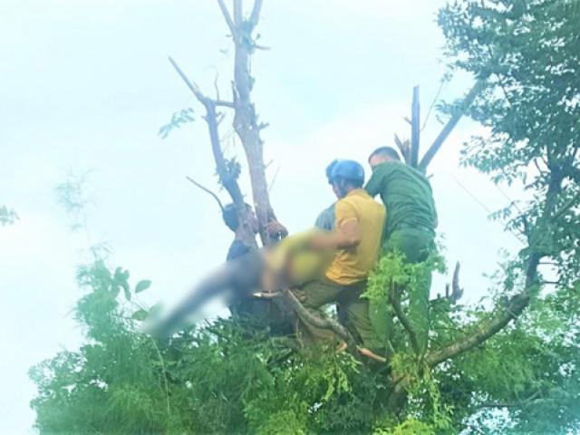 Người phụ nữ bị điện giật tử vong trên ngọn cây