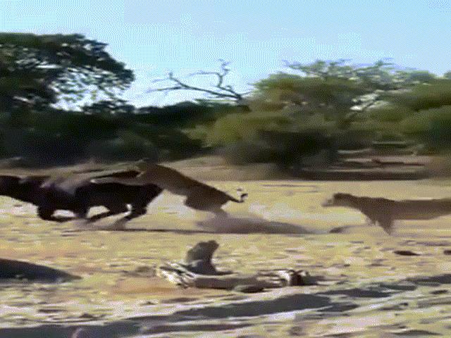 Video:Bị 3 con sư tử tấn công, trâu rừng lì lợm chống trả và có màn thoát thân khó tin