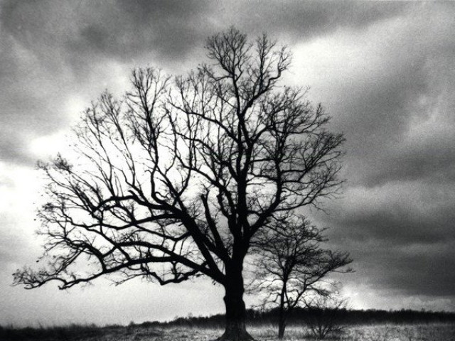 Kỳ bí ”cây của quỷ” hơn 200 tuổi