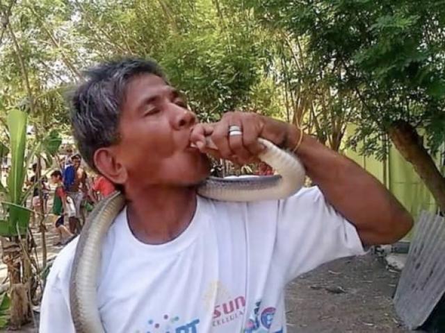 Tự tin miễn nhiễm với nọc độc, ”người rắn” Philippines ”hôn” hổ mang chúa và cái kết thảm