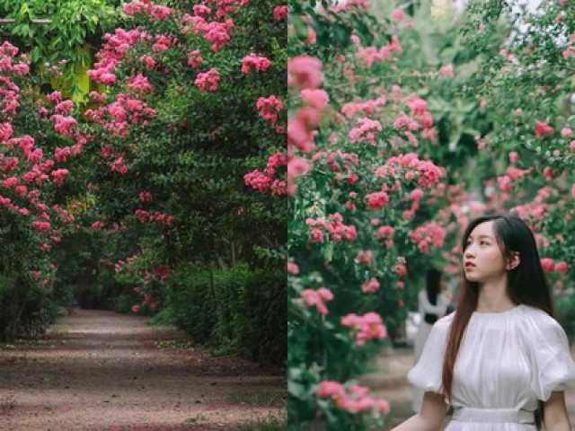 Hóa thân thành ”nàng thơ” lạc bước trong khu vườn tường vi đẹp như tranh vẽ ở Hà Nội