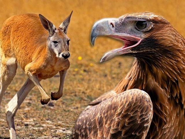 Đại bàng khổng lồ có móng vuốt dễ dàng xé thịt cả chuột kangaroo