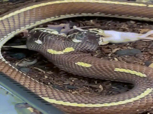 Video: Rùng mình cảnh rắn vua 2 đầu cùng lúc ăn thịt hai con chuột