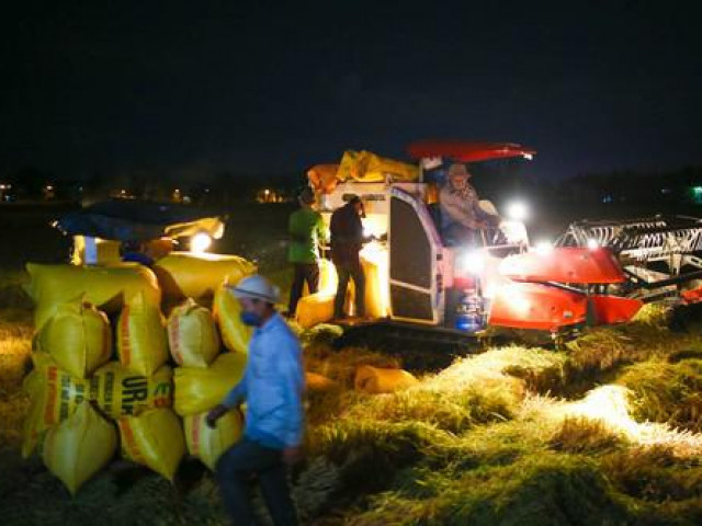 Video: Nông dân Đà Nẵng hối hả gặt lúa xuyên đêm trong thời gian phong tỏa