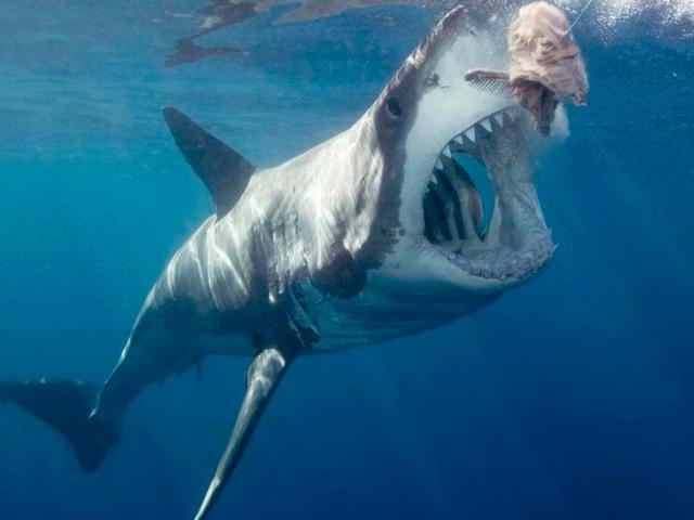 Khám phá những điều ít biết về cá mập trắng - ”quái vật” đại dương