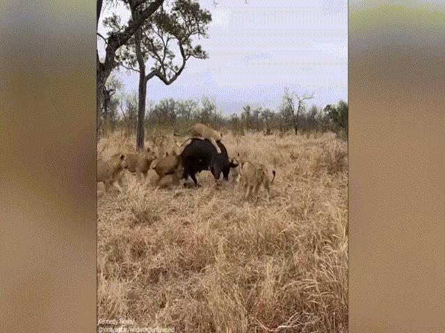 Video: Trâu rừng bị 9 con sư tử tấn công, ”cầu cứu” thảm thiết và bất ngờ ở phút chót