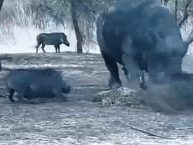 Lợn rừng cả gan ”chọc tức” tê giác đang ăn và cái kết đắng
