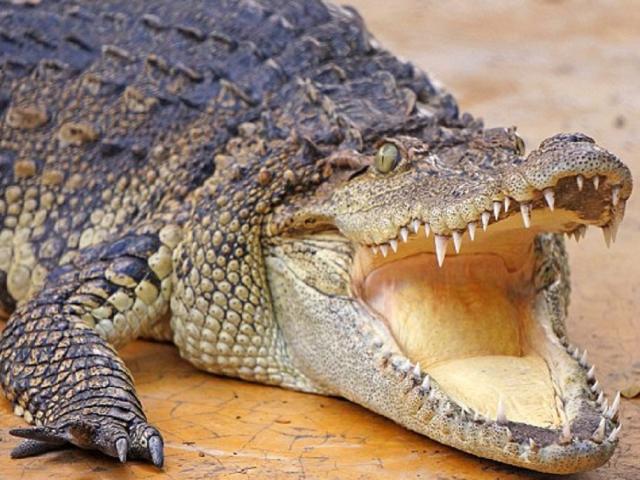 Cá sấu và những màn săn mồi siêu tốc của ”vua đầm lầy”