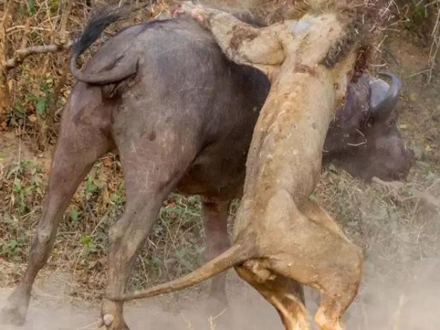 Xông vào tấn công mồi, hai con sư tử bị đàn trâu đánh hội đồng