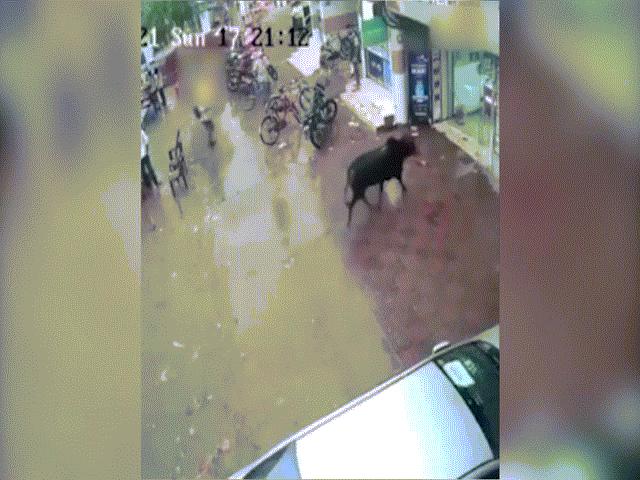 Video: ”Vị khách” không mời làm náo loạn của hàng điện thoại