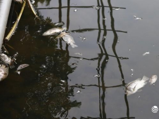 Khu vực Nhà máy nước sông Đà: Gần 1 tấn cá chết do nhiễm dầu thải