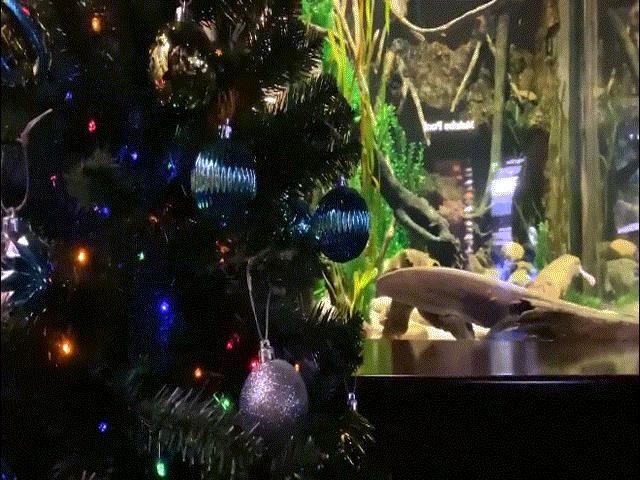 Lươn điện đăng status lên mạng xã hội, tự thắp sáng cây thông Noel