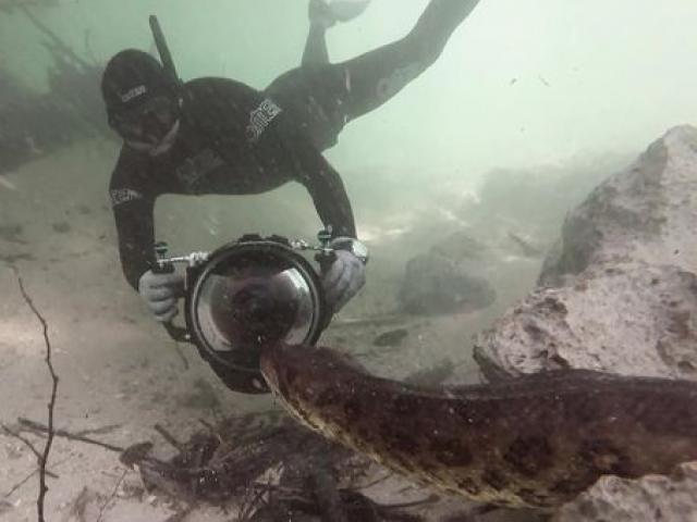 Nghẹt thở cảnh thợ lặn đối đầu trăn anaconda khổng lồ dài 6 mét dưới nước ở Brazil