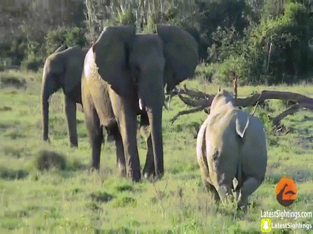 Video: Vô cớ nổi điên tấn công voi, tê giác nhận cái kết bẽ bàng