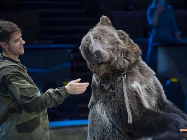 Nga: Quên tháo khẩu trang khi vào chuồng gấu cưng và cái kết thảm khốc
