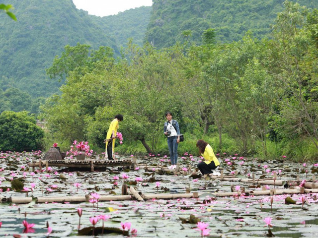 Hoa súng nở rộ, tô hồng suối Yến