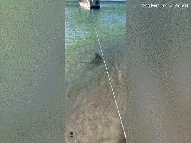 Video: Chó dũng cảm lao xuống biển đánh đuổi cá mập, giải vây cho chủ