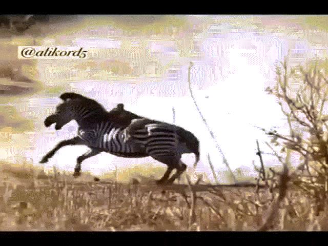 Video: Ngựa vằn hành sư tử ”thừa sống thiếu chết”