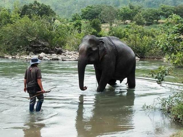 The last elephant in the north central highlands has died