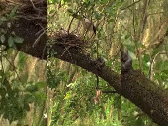 Video: Thấy con non nằm gọn trong miệng rắn độc, chim mẹ có hành động bất ngờ