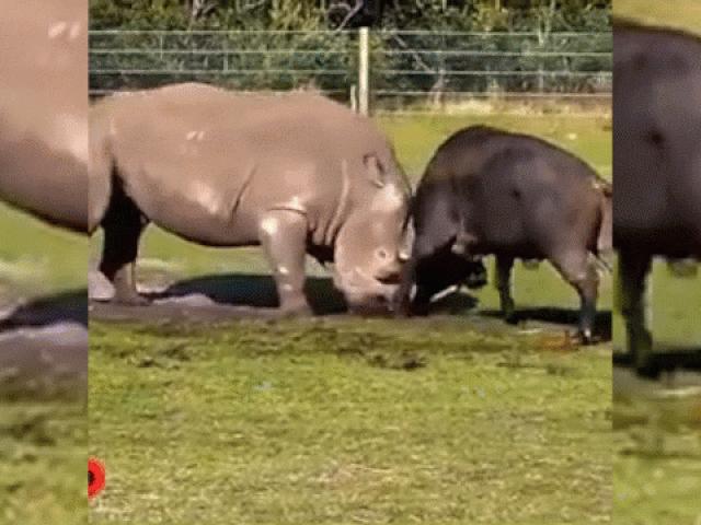 Tê giác khổng lồ trúng cú húc tử thần của trâu đực hung hăng
