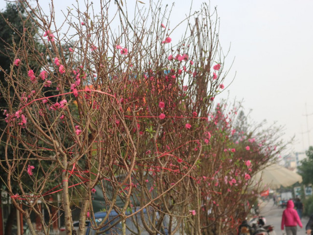 Đào Nhật Tân nở sớm, tràn ngập chợ hoa đón Tết Dương lịch