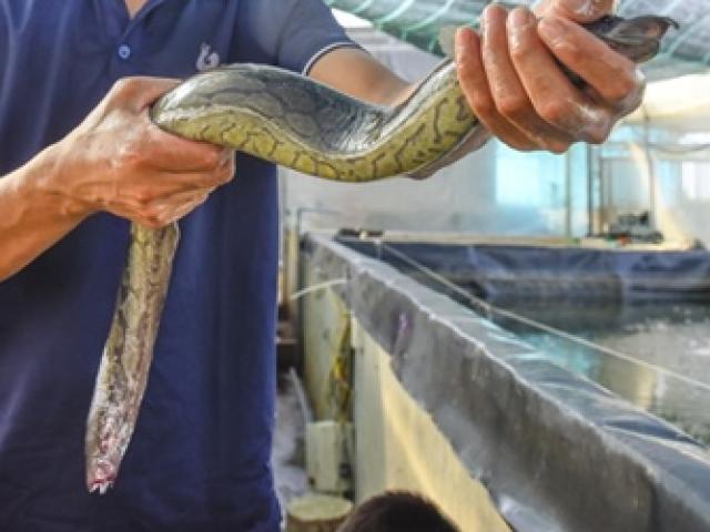 Loài vật ở Việt Nam được ví bổ như nhân sâm, nuôi kiếm gần 1 tỷ sau 12 tháng