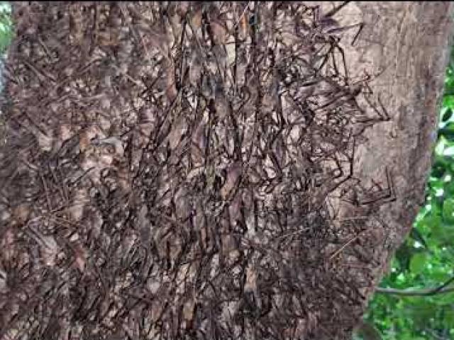 Việt Nam có một loài tôm biết leo cây, giá nửa triệu/kg, đặc sản nổi tiếng cả một vùng