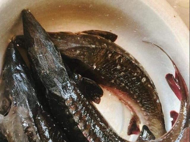 Loại cá đặc sản ở Việt Nam bán trên chợ mạng giá siêu rẻ, người dân tranh thủ ăn ”sang”