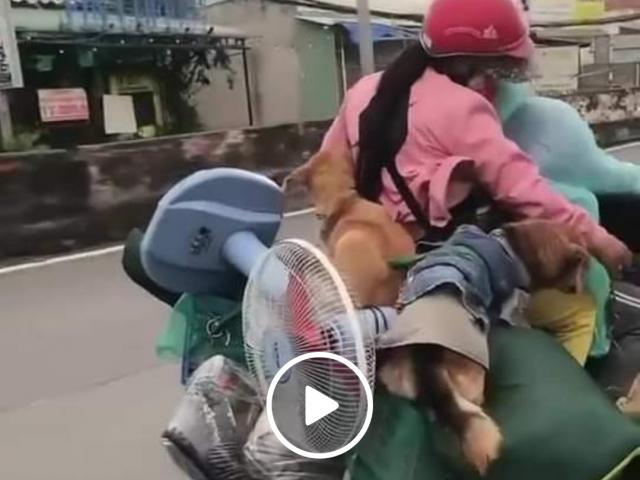 The online community mourns '15 dogs destroyed in Ca Mau'