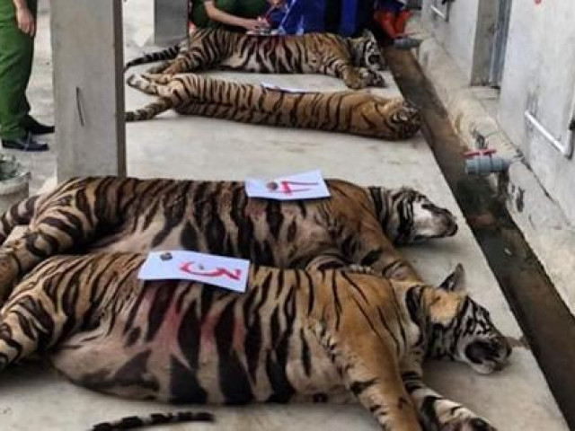 Thông tin mới về vụ 17 con hổ lớn nuôi nhốt trong khu dân cư