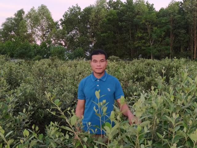Đem cây dại về trồng để bán, người đàn ông Lạng Sơn thu cả tỷ đồng/năm