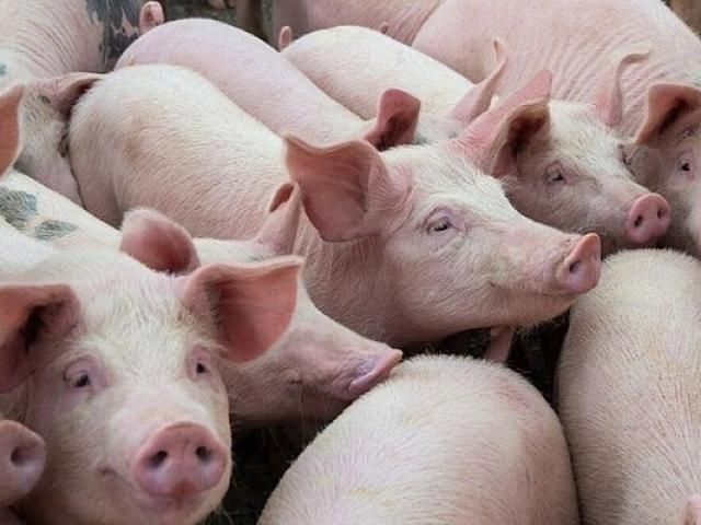 Nóng tuần qua: Giá lợn hơi thấp kỷ lục trong 4 năm, thịt lợn ngoài chợ vẫn bán giá “trên trời”
