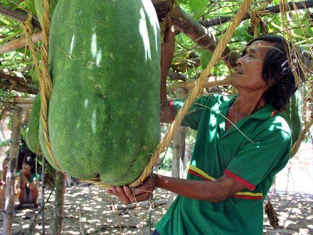 Thôn ở Việt Nam trồng bí siêu khủng, phải ”mắc võng” tránh rơi