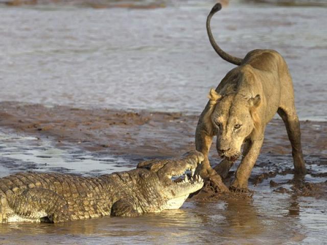 Sư tử đói liều mạng xuống sông tranh mồi với cá sấu khổng lồ