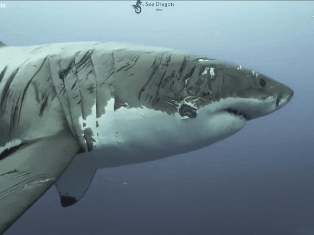 Cá mập trắng khổng lồ “dày dạn trận mạc” nhất thế giới, trên người chi chít vết thương