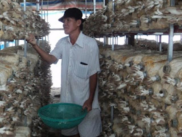 Nhiều người ở Việt Nam kiếm hàng chục triệu/tháng nhờ trồng thứ bổ dưỡng này