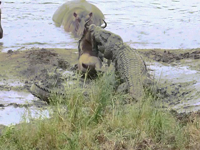 Video: Linh dương đầu bò bị cá sấu tấn công, ”biệt đội” hà mã giải cứu ngoạn mục