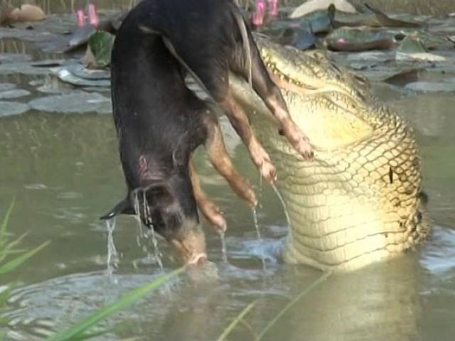Cá sấu hạ sát lợn trong chớp mắt